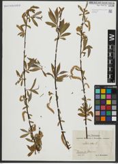 Foto von Salix alba L.